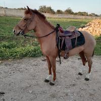 Cavallina