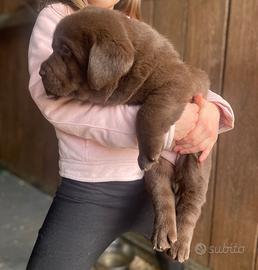 Labrador marroni con pedigree