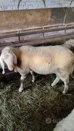 agnellone razza bergamasca