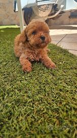 Cuccioli di barboncino minitoy