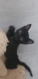 gattino nero 2 mesi