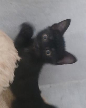 gattino nero 2 mesi