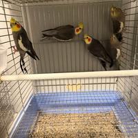 Calopsiti coppie e singoli