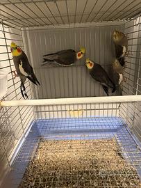 Calopsiti coppie e singoli