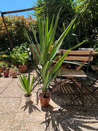 Pianta yucca