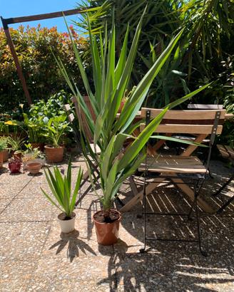 Pianta yucca