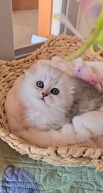 Ultimi due scottish silver