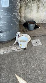 Cuccioli di cani