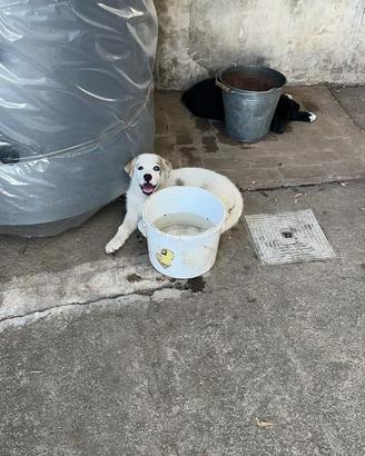 Cuccioli di cani