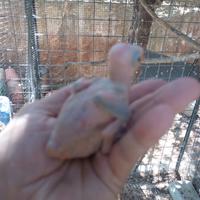 Parrocchetto dal collare