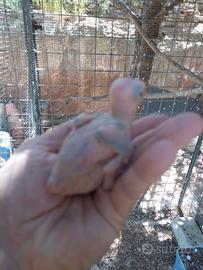 Parrocchetto dal collare