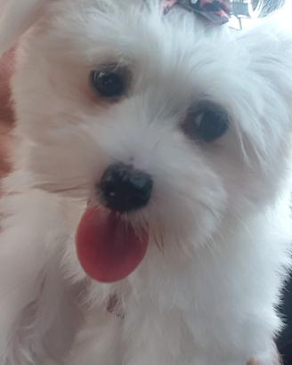 Maltese femminuccia