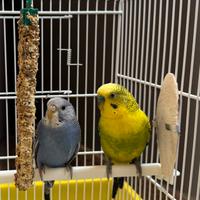 Coppia cocorite