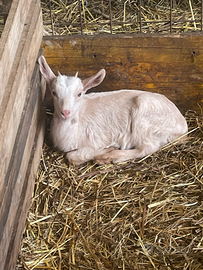 Capretti nati quest' anno