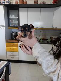 Cuccioli pinscher nano