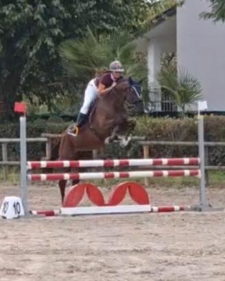 Cavalla sportiva