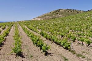 Terreno Agricolo (edificabile)