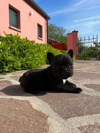 Cuccioli bulldog francese