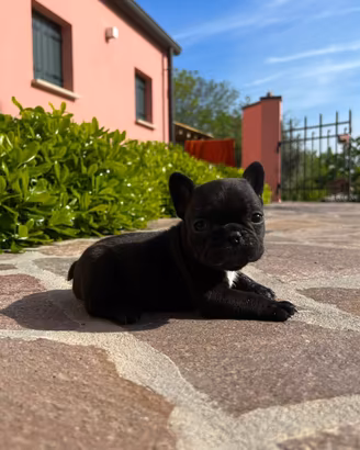 Cuccioli bulldog francese