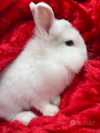 Coniglio testa di leone