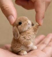 Coniglio Ariete Nano Minilop