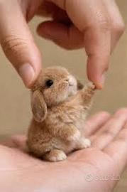 Coniglio Ariete Nano Minilop