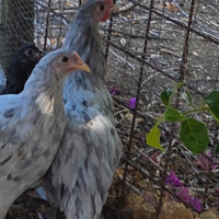 Australorp splash
