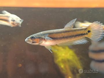 Betta macrostoma , Betta antuta , channa