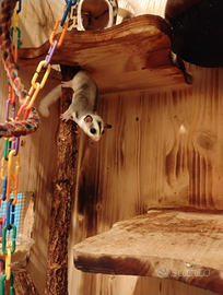 Petauro dello zucchero