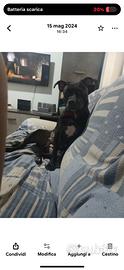 Staffy/bullo