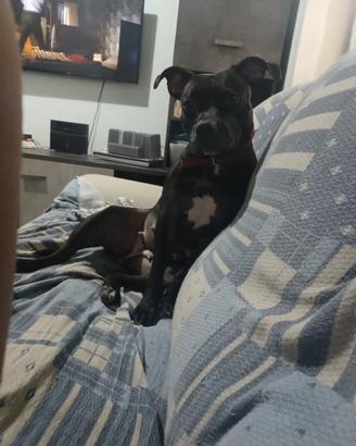 Staffy/bullo
