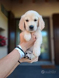 Golden retriver