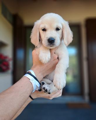 Golden retriver