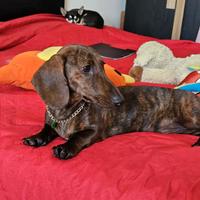 Bassotto tigrato pedegree enci