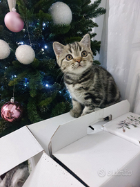 Gattini Scottish Straigth