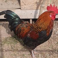 Gallo siciliano