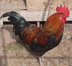 Gallo siciliano