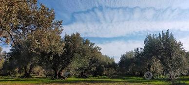 Uliveto pianeggiante sito in Acquedolci