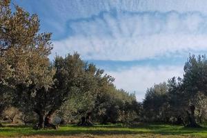 Uliveto pianeggiante sito in Acquedolci