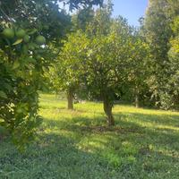 Alberi  di arance secolari