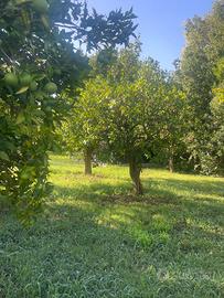 Alberi  di arance secolari