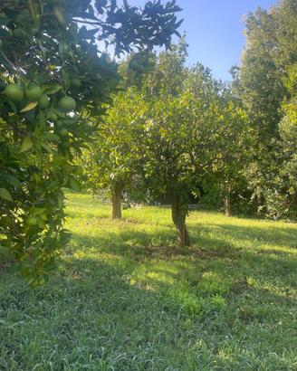 Alberi  di arance secolari
