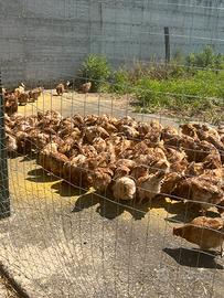 Galline ovaiole