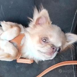 Chihuahua