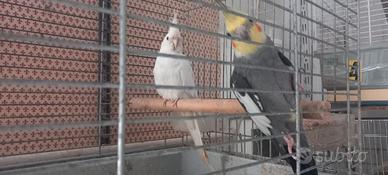Pappagalli