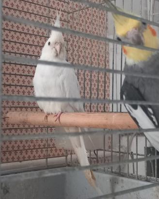 Pappagalli