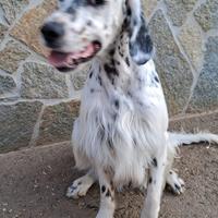 Cane setter inglese - tricolore