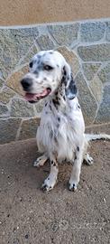 Cane setter inglese - tricolore