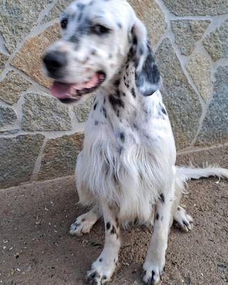 Cane setter inglese - tricolore