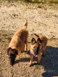 Pastore belga Tervueren